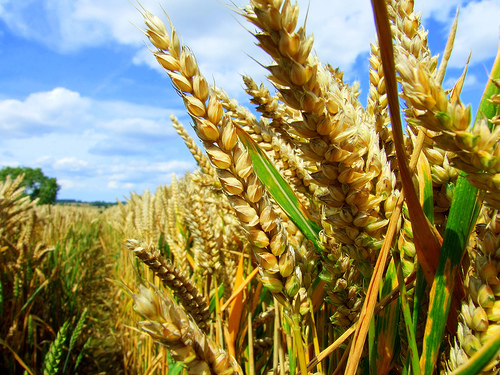 Wheat field in Ontario
